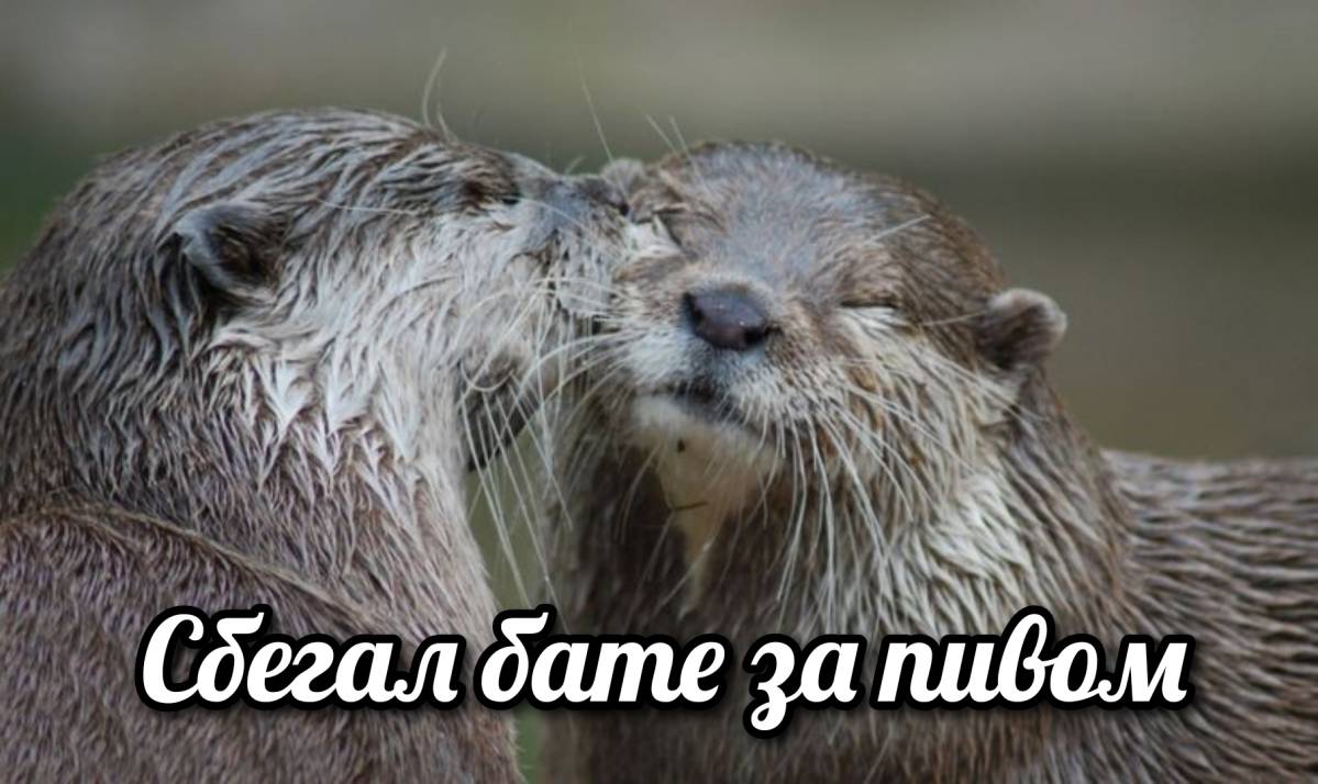 otter memes 132