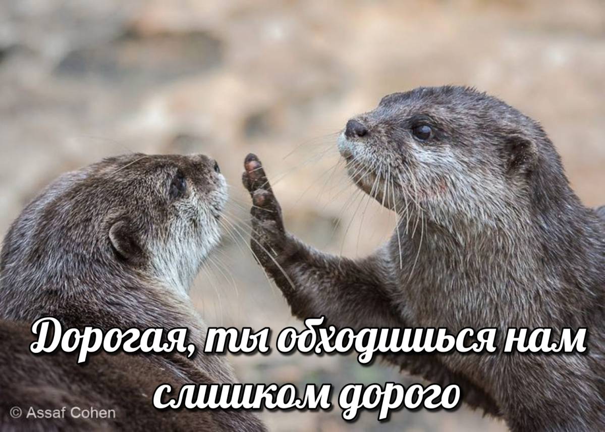 otter memes 136