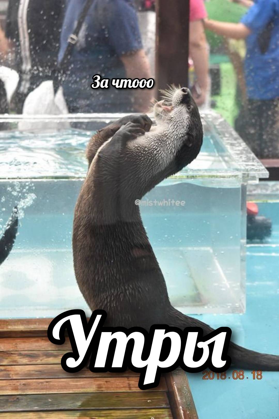 otter memes 141