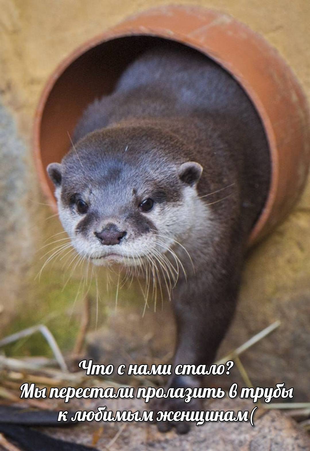 otter memes 143
