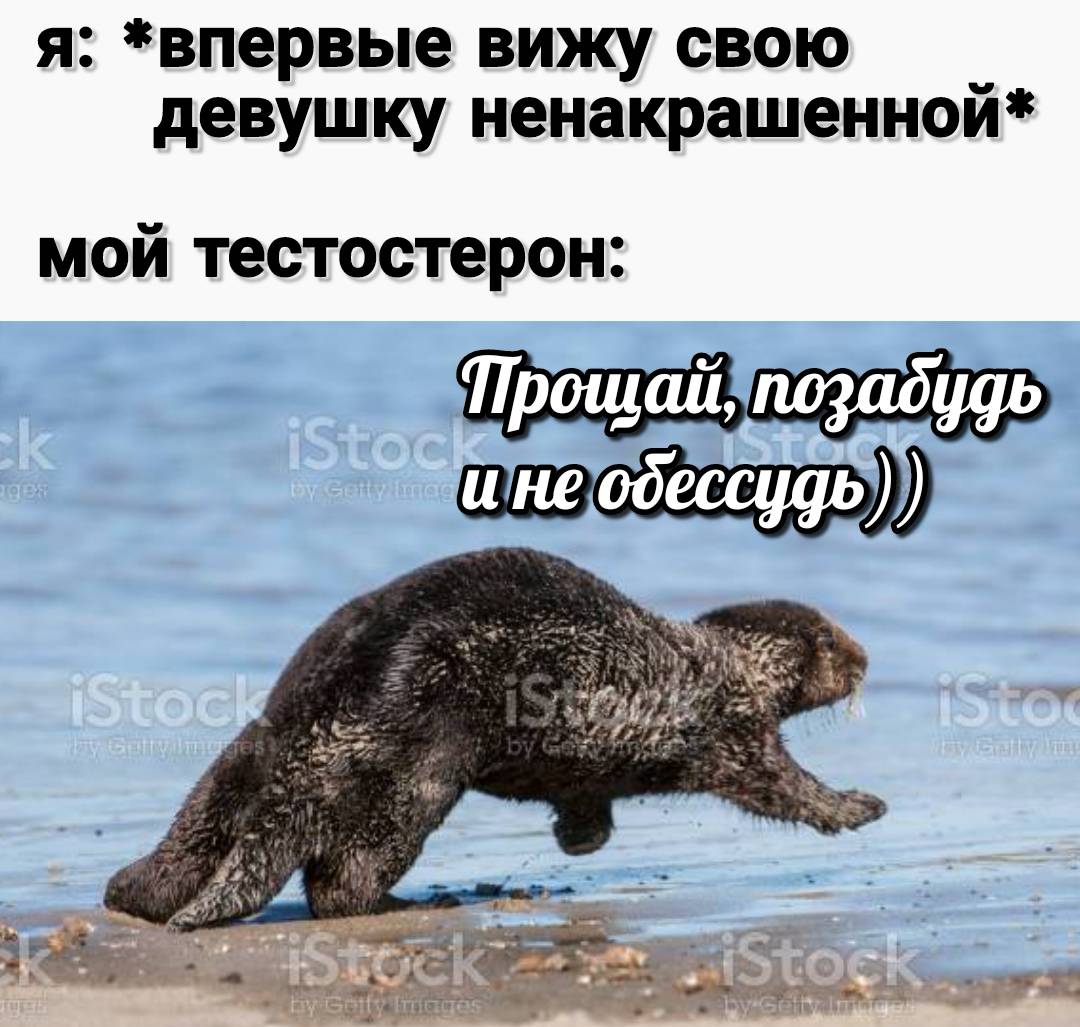otter memes 148