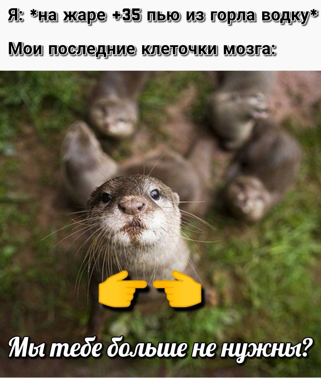 otter memes 150