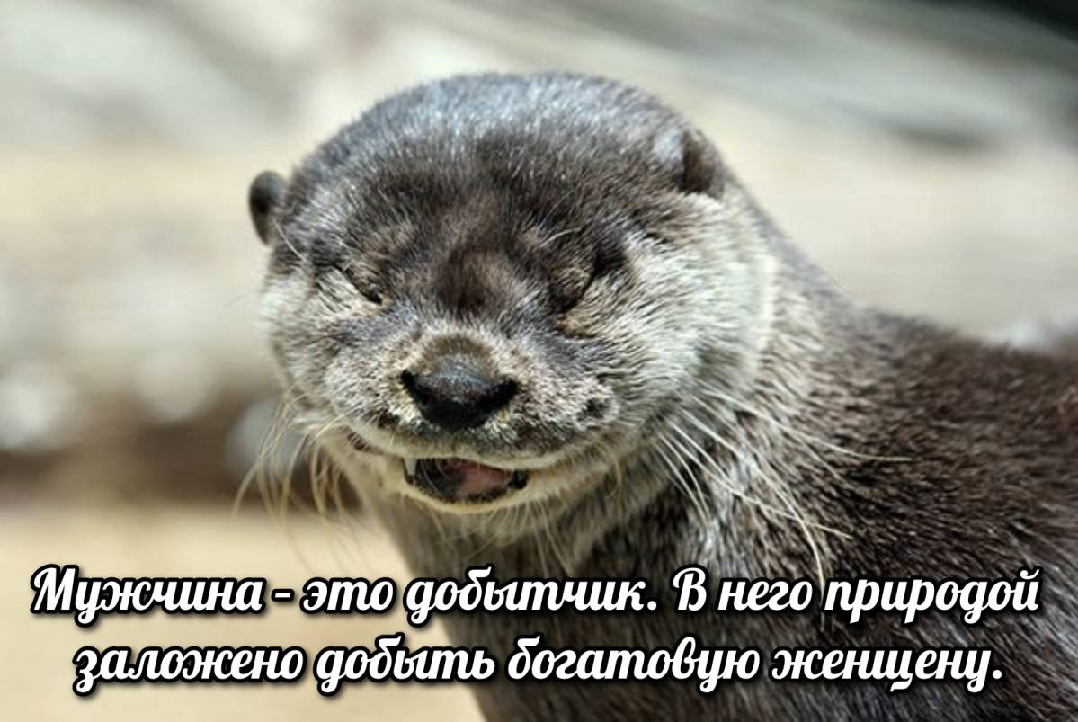 otter memes 151