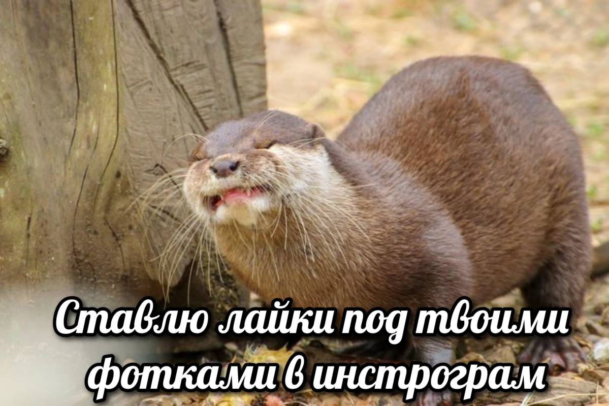 otter memes 154