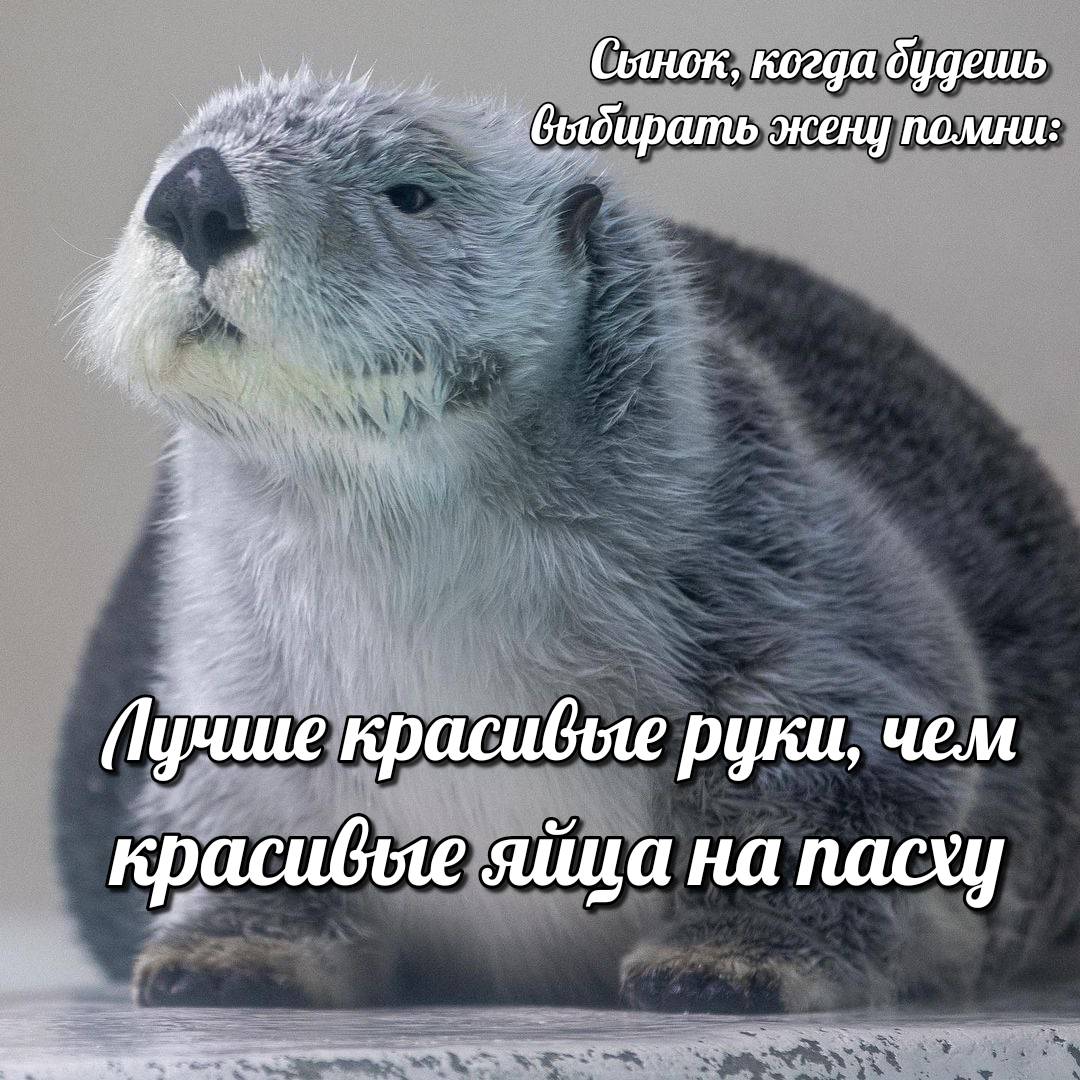 otter memes 155