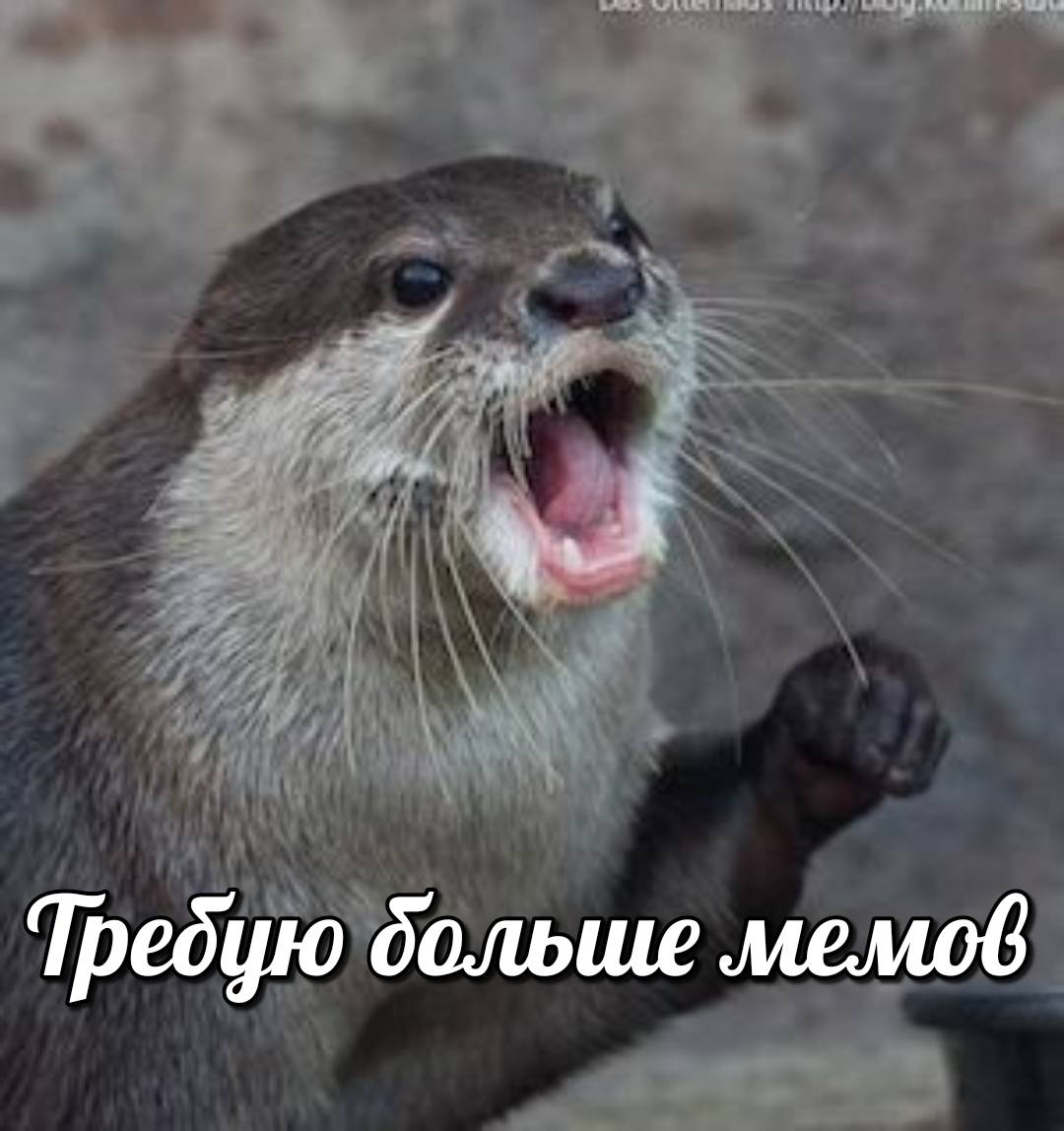 otter memes 160
