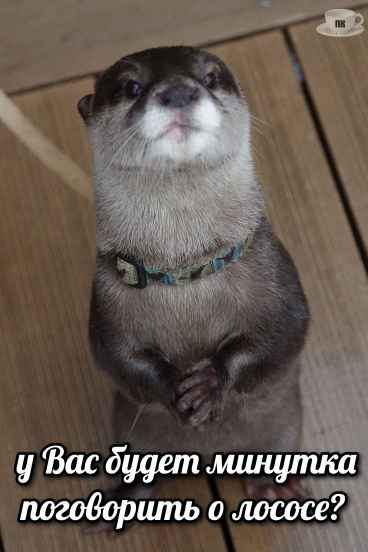План Кинаки - мемы про выдр и других животных