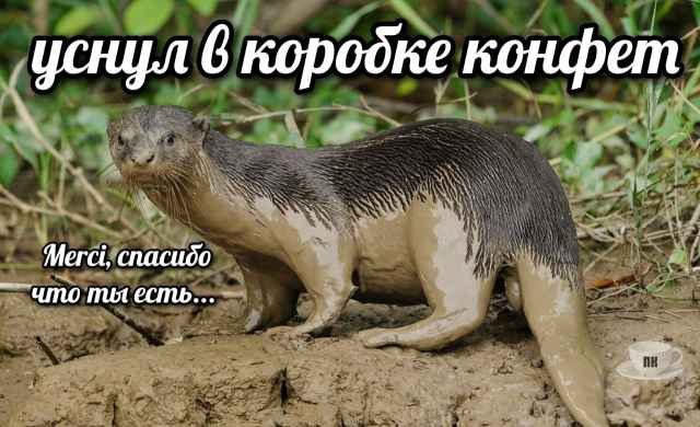 План Кинаки - мемы про выдр и других животных