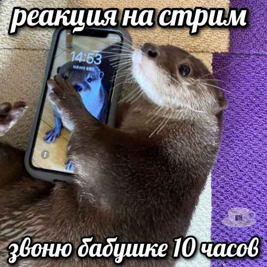 План Кинаки - мемы про выдр и других животных