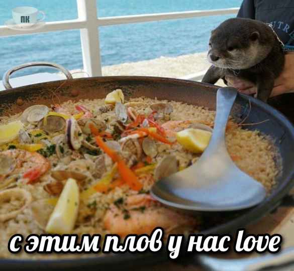 План Кинаки - мемы про выдр и других животных