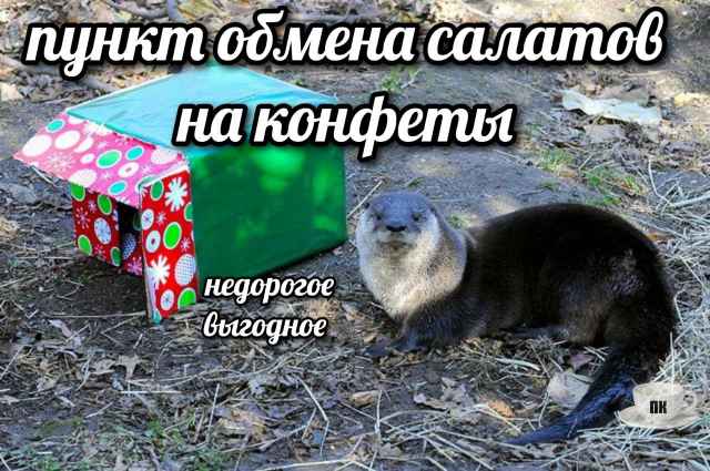 План Кинаки - мемы про выдр и других животных