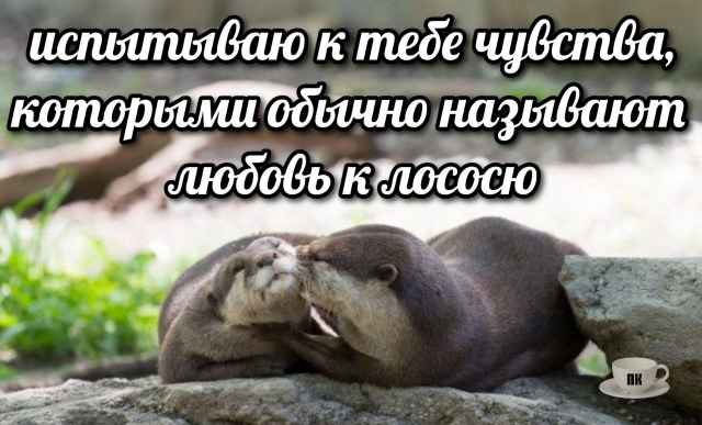 План Кинаки - мемы про выдр и других животных