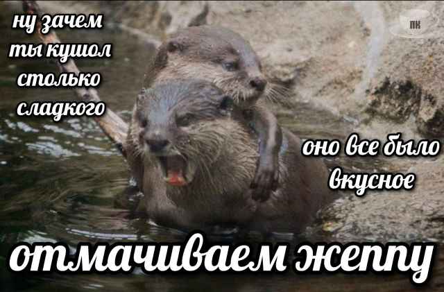 План Кинаки - мемы про выдр и других животных