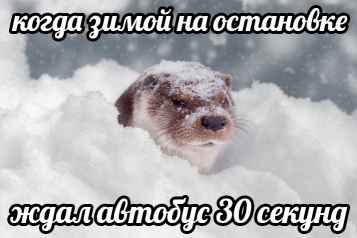 План Кинаки - мемы про выдр и других животных