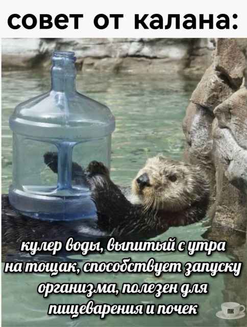План Кинаки - мемы про выдр и других животных