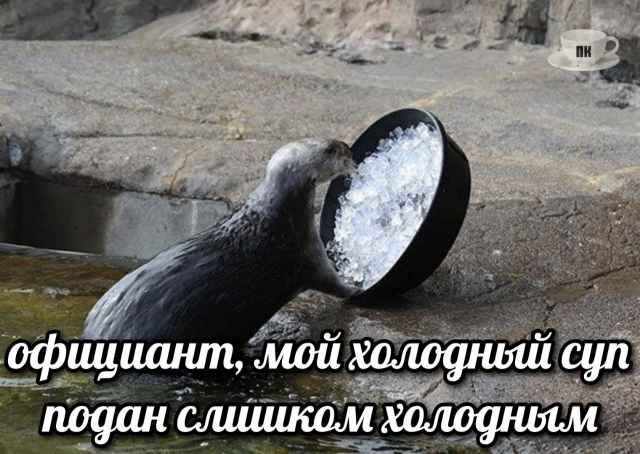 План Кинаки - мемы про выдр и других животных