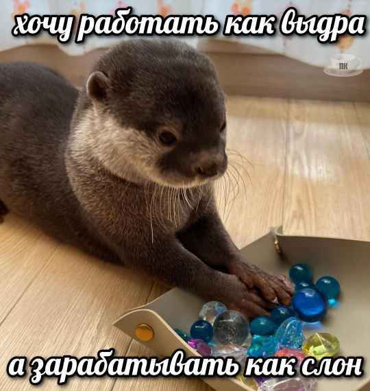 План Кинаки - мемы про выдр и других животных