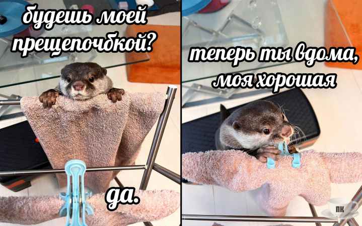 План Кинаки - мемы про выдр и других животных