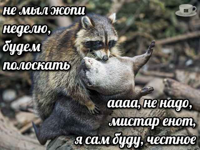 План Кинаки - мемы про выдр и других животных