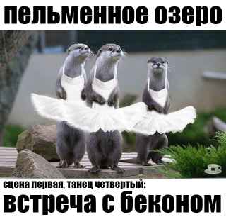 План Кинаки - мемы про выдр и других животных