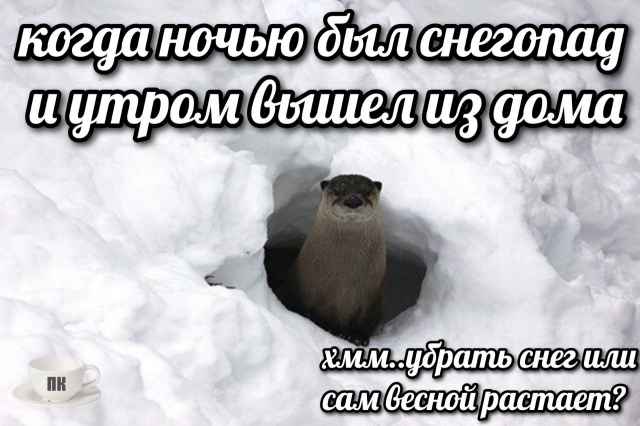 План Кинаки - мемы про выдр и других животных