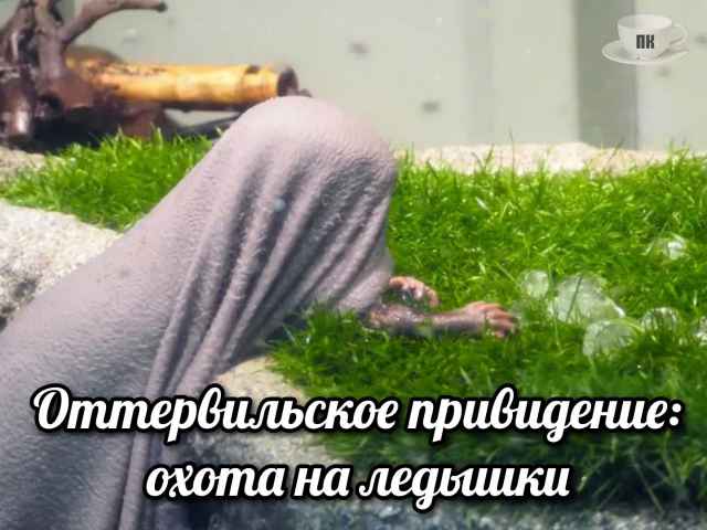 План Кинаки - мемы про выдр и других животных