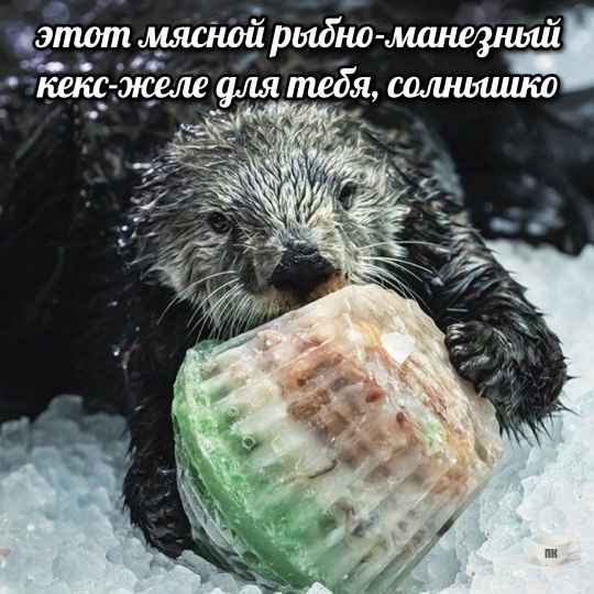 План Кинаки - мемы про выдр и других животных