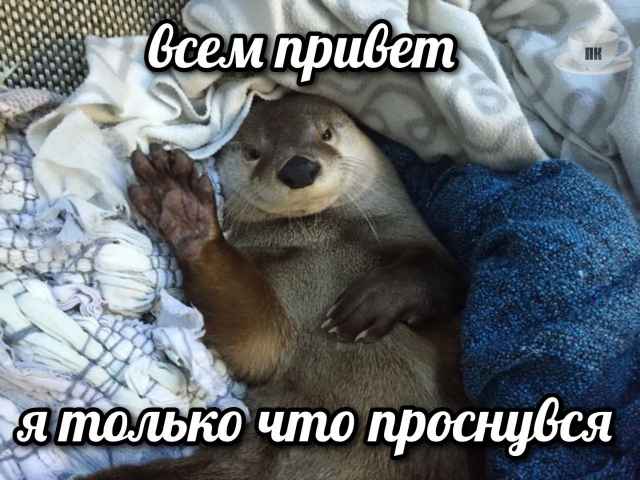 План Кинаки - мемы про выдр и других животных