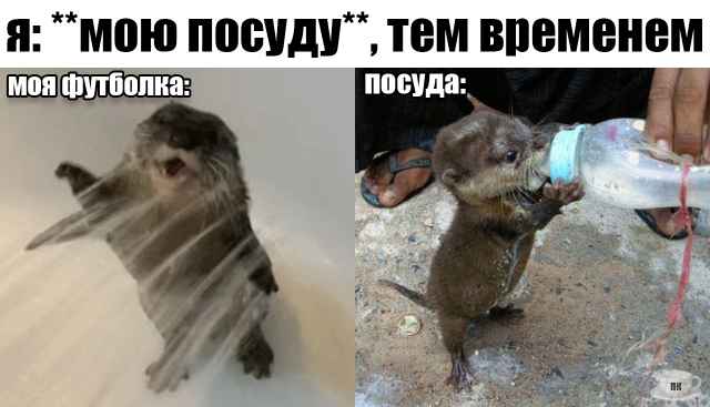 План Кинаки - мемы про выдр и других животных