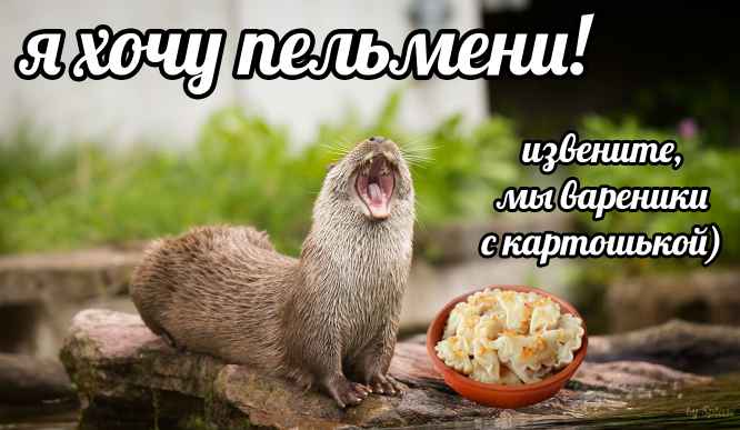 План Кинаки - мемы про выдр и других животных