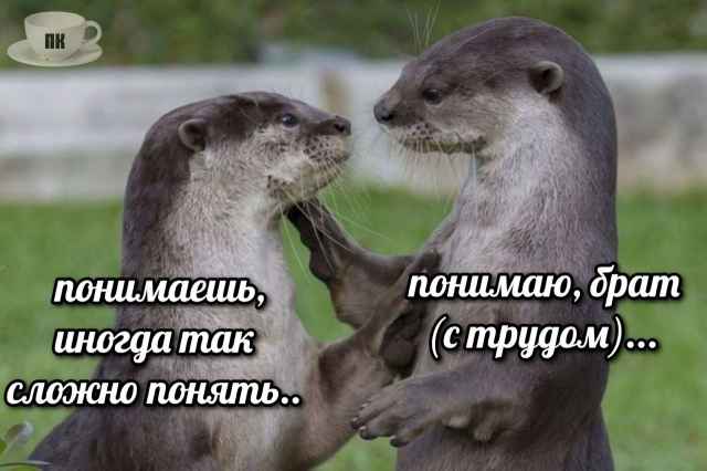 План Кинаки - мемы про выдр и других животных