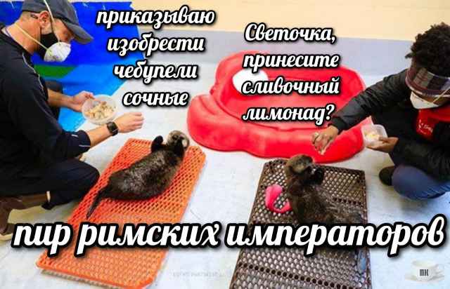 План Кинаки - мемы про выдр и других животных