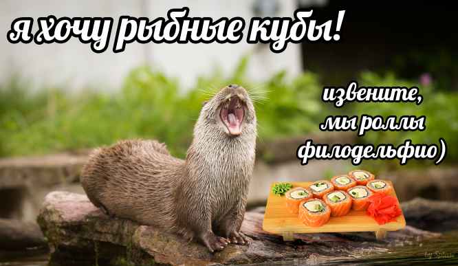 План Кинаки - мемы про выдр и других животных