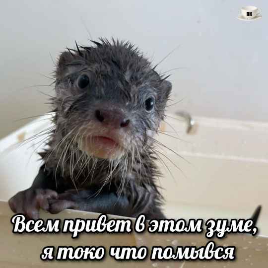 План Кинаки - мемы про выдр и других животных