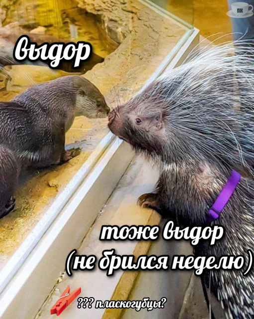 План Кинаки - мемы про выдр и других животных