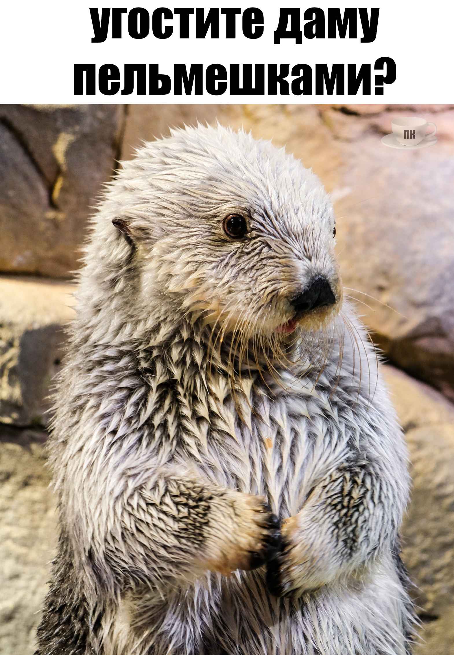 План Кинаки - мемы про выдр и других животных