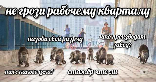 План Кинаки - мемы про выдр и других животных