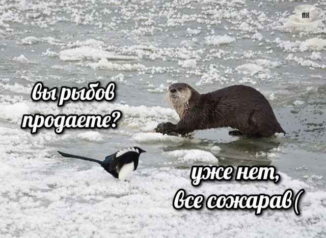 План Кинаки - мемы про выдр и других животных