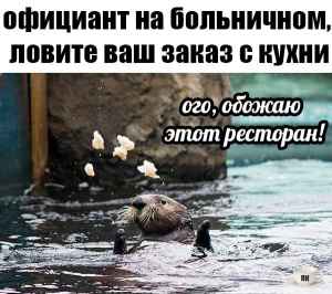 План Кинаки - мемы про выдр и других животных