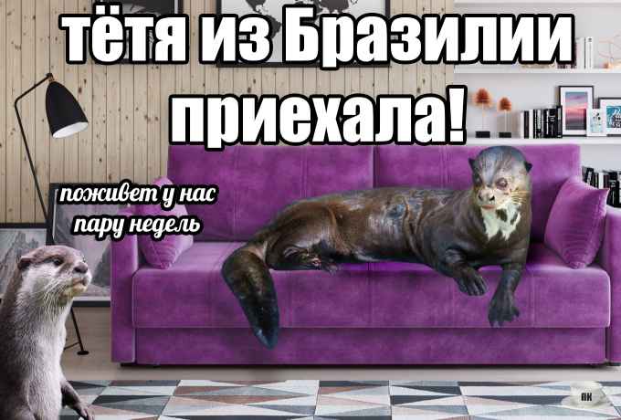 План Кинаки - мемы про выдр и других животных