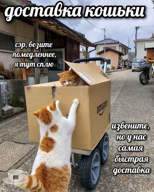 План Кинаки - мемы про выдр и других животных