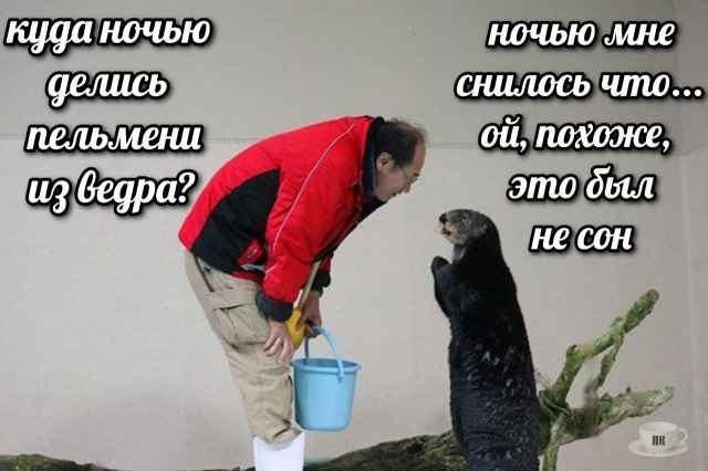 План Кинаки - мемы про выдр и других животных