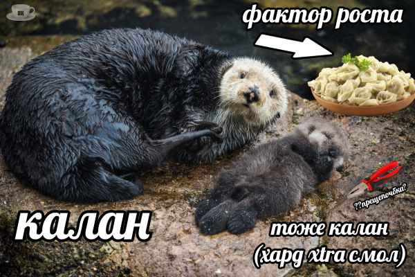 План Кинаки - мемы про выдр и других животных