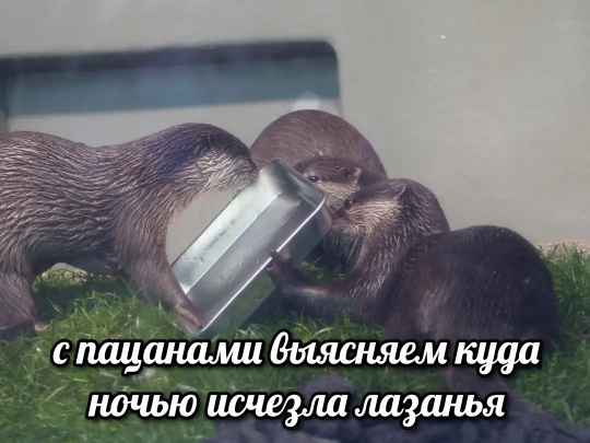 План Кинаки - мемы про выдр и других животных
