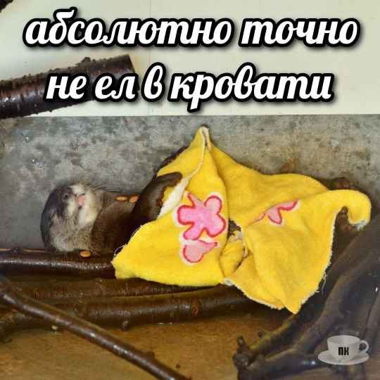 План Кинаки - мемы про выдр и других животных