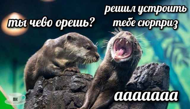 План Кинаки - мемы про выдр и других животных