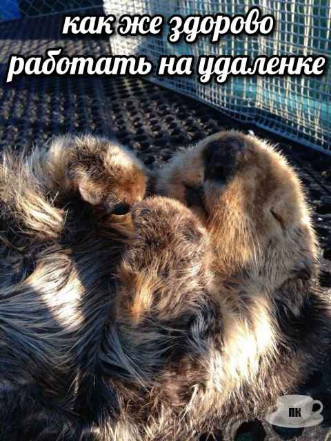 План Кинаки - мемы про выдр и других животных