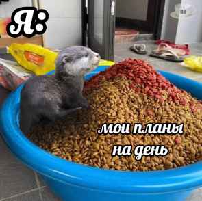 План Кинаки - мемы про выдр и других животных
