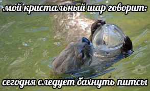 План Кинаки - мемы про выдр и других животных