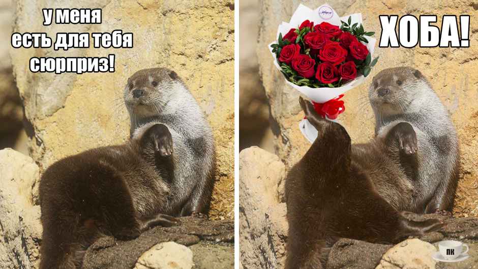 План Кинаки - мемы про выдр и других животных